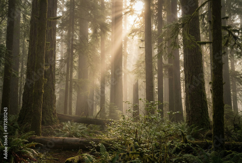 Sun rays shining through a foggy forest