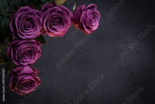 Dark purple roses on a moody background