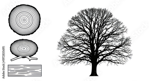 Tree Cross Section Wooden Slices.