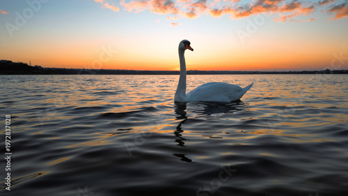 White Swan Swimming Lake Sunset