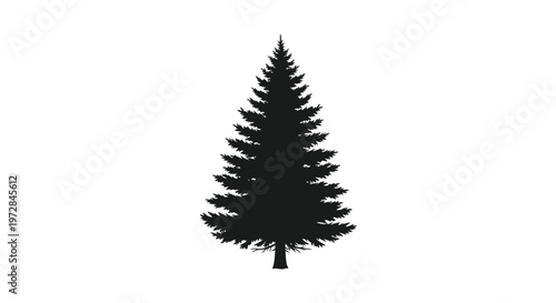 Black Silhouette of a Pine Tree on White Background, Evergreen Conifer