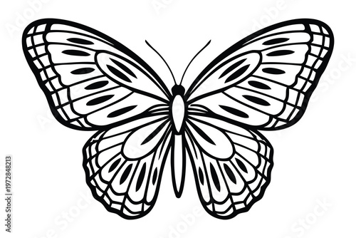 Title intricate black and white butterfly illustration a detailed wing pattern description a highly detailed black and white line drawing of a