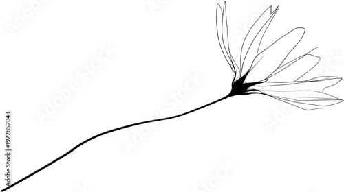 Minimalist Black and White Line Art Illustration of a Delicate Cosmos Flower with a Long Stem, Simple Vector Graphic