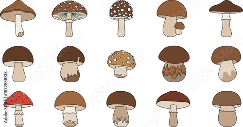 Set of mushroom illustrations with various edible and wild fungi species, hand drawn forest toadstools collection for nature, botany, and food design projects
