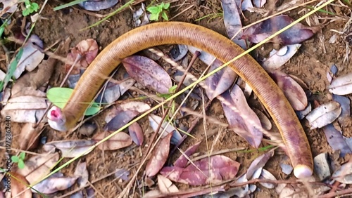 
Amphisbaena alba, two-headed snake, blind snake