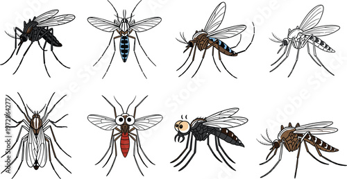 Set of mosquito illustrations in different species and poses, detailed insect vectors showing flying bugs for pest control, biology, and disease awareness design