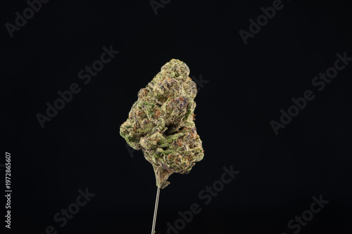 A close-up image of a cannabis bud held by a pin against a black background.