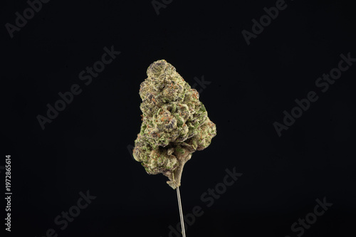 A close-up image of a cannabis bud held by a tool against a black background.