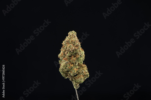 A close-up of a dried cannabis bud isolated on a black background, showcasing its detailed texture and trichomes.