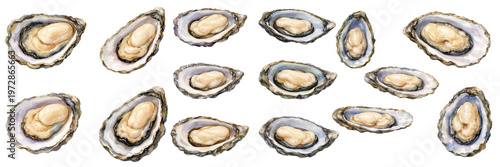 A charming watercolor collection of oysters featuring fresh open shells with glossy seafood textures illustrated in a natural culinary style.