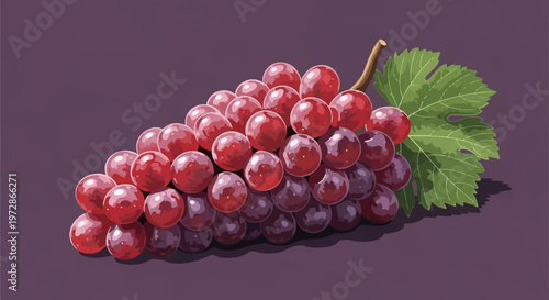 Detailed vector illustration of a bunch of ripe red and purple grapes featuring a green vine leaf and brown stem, isolated on a dark violet background with realistic highlights.