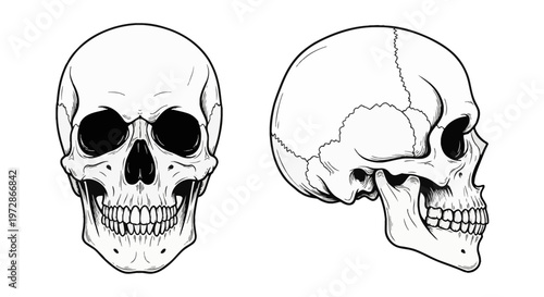 Detailed black and white line art of a human skull showing front and side profile views including cranial sutures, eye sockets, nasal cavity, and teeth on a plain white background.
