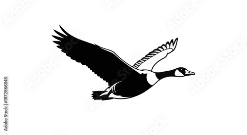Black and white vector illustration of a Canada goose in flight with wings spread, featuring the iconic white cheek patch and detailed plumage, isolated on a white background.