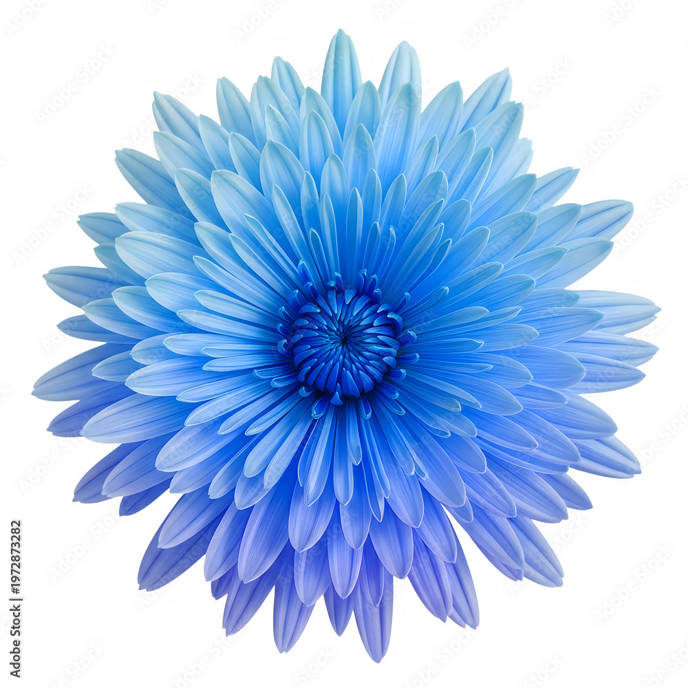 Obraz premium Vibrant blue chrysanthemum flower, close-up, floral decoration, blooming plant