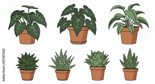 Vector set of seven indoor houseplant illustrations in terracotta clay pots featuring large leafy Alocasia plants and various succulent species like Aloe and Haworthia on white.