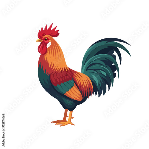 rooster isolated on white background