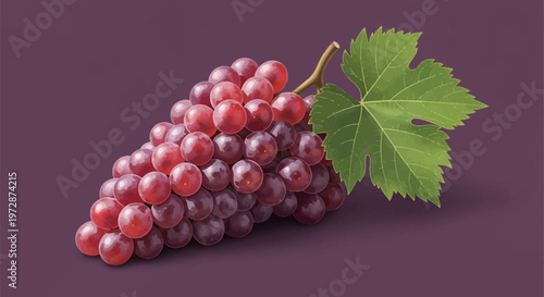 Detailed vector illustration of a bunch of ripe red and purple grapes featuring a single green vine leaf and brown stem, set against a solid dark purple background with soft shadows.