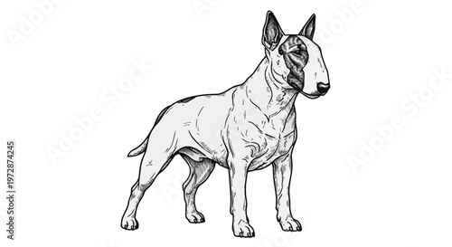 Detailed black and white engraving style illustration of a Bull Terrier dog standing in a side profile view, featuring intricate line work and cross-hatching on a white background.