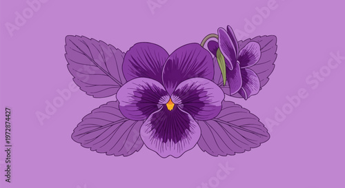 Botanical vector illustration of a violet flower with purple petals and textured leaves on a solid lavender background, including a central blossom and a smaller side bud.