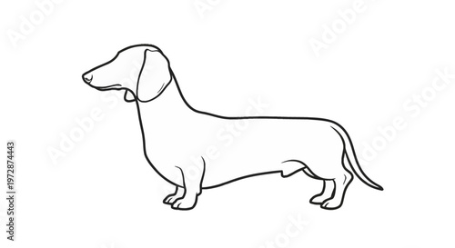 Minimalist black line art illustration of a dachshund dog shown in a full-body profile side view. Factual outline drawing of a sausage dog or wiener dog isolated on white background.