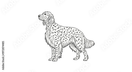 Full body line art illustration of an English Setter dog, side profile view of a purebred pedigree gun dog with long feathered fur and spotted coat pattern, isolated on white.