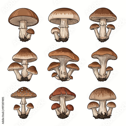 mushrooms on white background