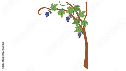 Vine Branch with Grapes: A stylized illustration showcases a flourishing vine branch, adorned with lush green leaves and plump, purple grapes, evoking a sense of growth and abundance.