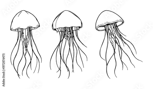 Jellyfish set with delicate linework and long flowing tentacles featuring marine life, sea creatures, ocean inhabitants with aquatic animals and invertebrates