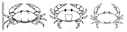Blue crab set with top view line art design featuring crab, illustration, marine with blue and white and black with stylized silhouette and vector graphics