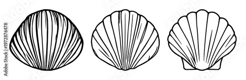 Shell set with black line art single scallop shell icon featuring minimalism, illustration, vector with line art and white background