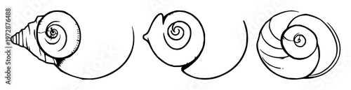 Conch shell set with black line art illustration on white background featuring spiral shell, marine life, beach vibe with sea and tide