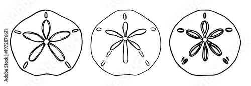 Sand dollar shells set with black line art, detailed design featuring sand dollar, marine, coral with illustration and vector