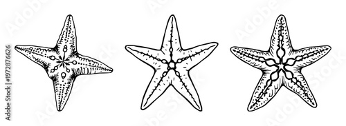 Starfish set with dried sea star in black line art design featuring marine, tropical, ocean with aquatic and animal