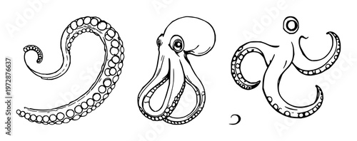 Octopus set with detailed black line art tentacle curl design featuring octopus, marine, abstract with illustration and vector