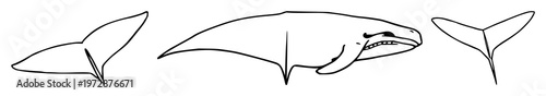 Humpback whale tail set with black line art minimalist silhouette featuring marine mammal, ocean, wildlife with illustration and vector graphics
