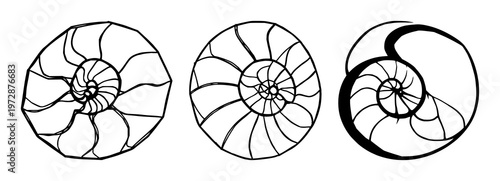 Nautilus shell set with geometric black line art cross-section design featuring spiral curves, abstract shapes, marine organism with elegance and simplicity