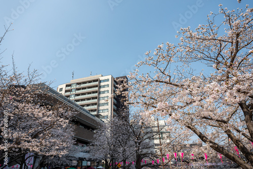 都会のマンションと満開の桜並木 青空に映える日本の春 都市景観 不動産イメージ