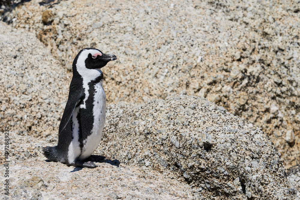 Fototapeta premium Penguins of South Africa in the rays of the sun.