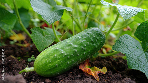 cucumbers in the garden