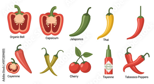 Collection of Different Chili Pepper Varieties Vector Illustration - Set of Hot and Sweet Peppers with Names