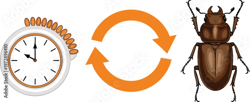 Biological clock concept circadian rhythm insect life cycle time cycle illustration beetle symbol sleep wake cycle vector design