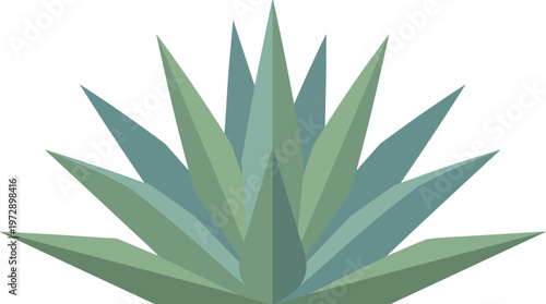 Green Agave Plant Illustration.