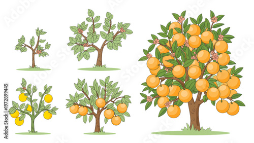 Illustration of orange trees with ripe fruit in a stylized garden setting