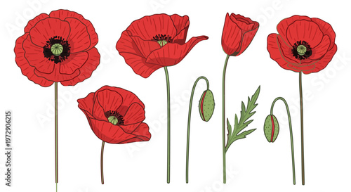Vibrant hand-drawn red poppies blooming, symbolizing remembrance and peace, perfect for Anzac Day commemorations and spring floral designs