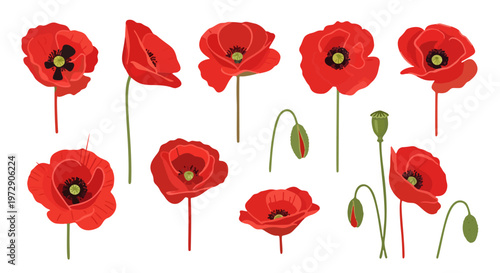 Delicate red poppy flower illustrations capturing the spirit of remembrance, ideal for Anzac Day commemorations, tribute designs, and peaceful floral artistry