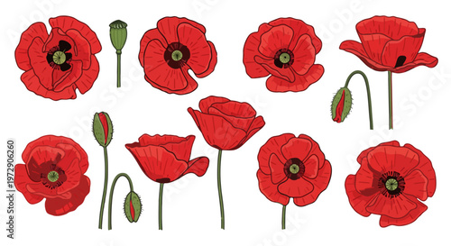 Vibrant red poppy illustrations in various stages of bloom, symbolizing remembrance and peace, perfect for Anzac Day commemorations and memorial designs