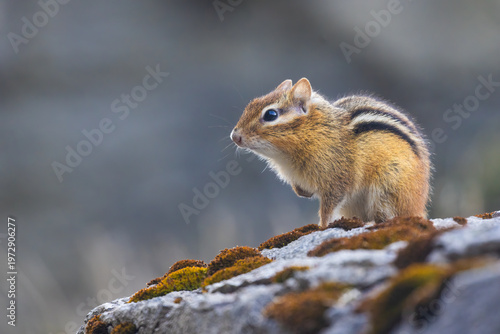 eastern chipmunk (Tamias striatus) in spring