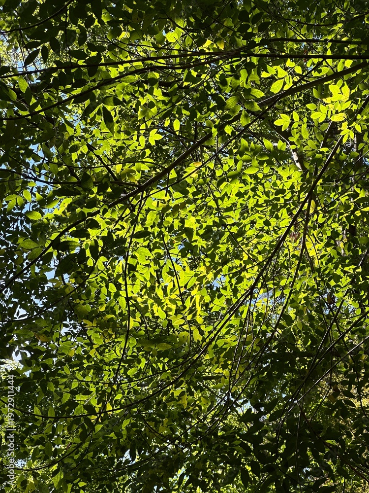 Fototapeta premium green leaves background
