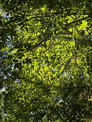 green leaves background