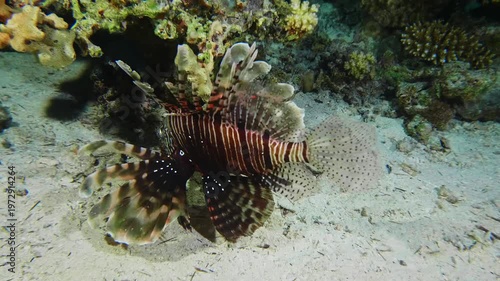 close up shot of a venomous Lionfish Pterois volitans or Pterois miles gracefully navigating a colorful, healthy coral reef ecosystem in clear tropical waters.